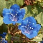 deep blue flower, bell shaped flower, california bluebell. Scientific Name: Phacelia Campanularia