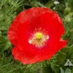 opening of red flower with yellow center of corn poppy. Scientific Name: Papaver Rhoeas