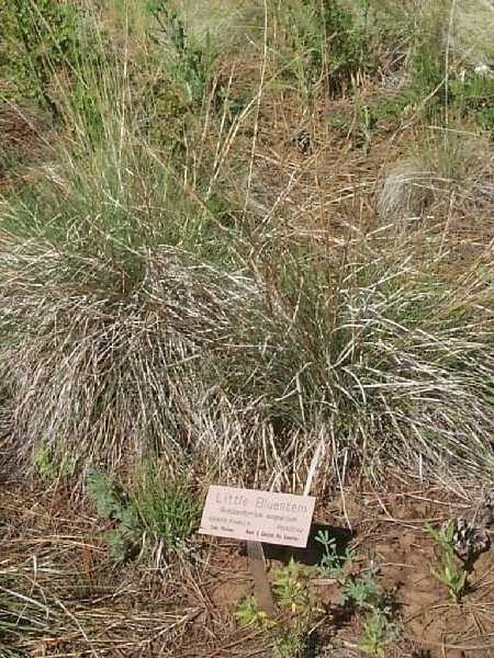 green/brown bunch grass, Scientific Name: Schizachyrium scoparium