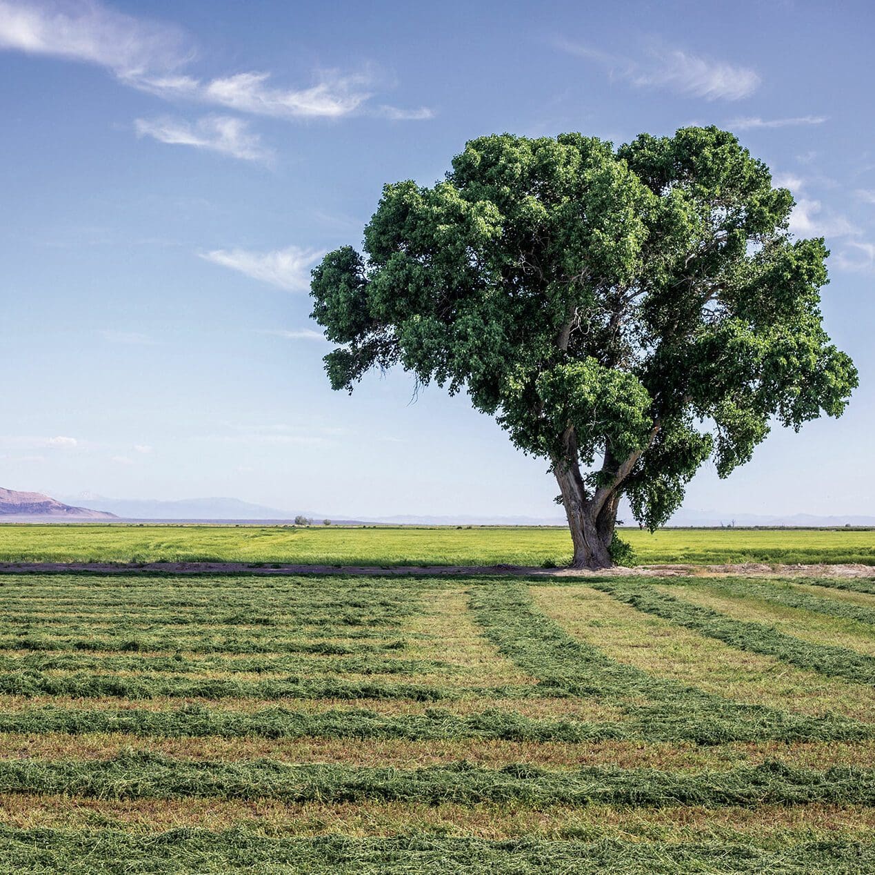 pasture field cut down, Scientific name: Medicago sativa