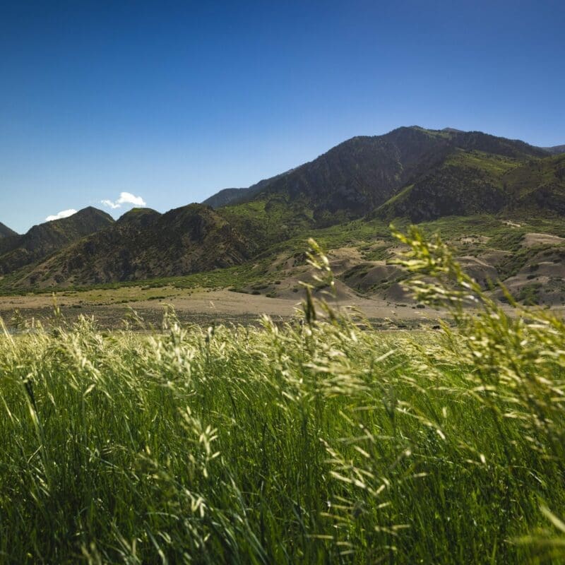 tall green flowy pasture field, Rapid Establishment Irrigated Pasture Mix