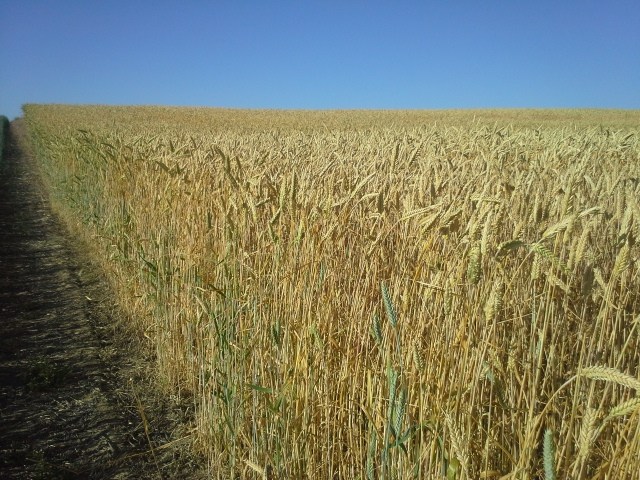 FX 1001 fall triticale