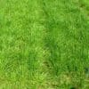 green grass of Festulolium. Scientific name: X Festulolium