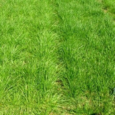 green grass of Festulolium. Scientific name: X Festulolium