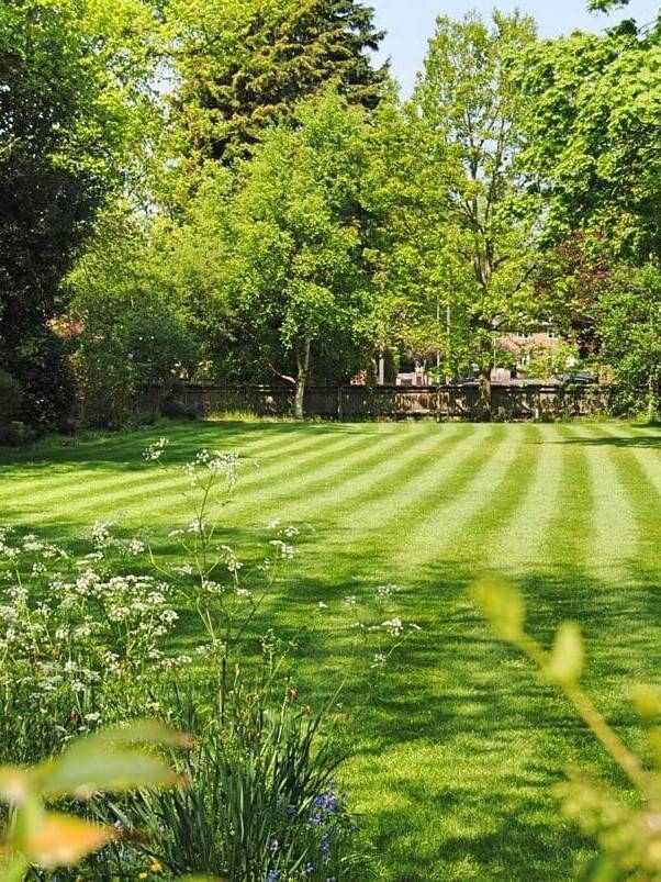 view of someone backyard of green grass, 3 way Perennial Ryegrass Blend