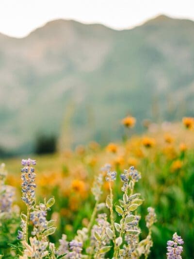 Great Basin Wildflower Mix, regional wildflower mixes