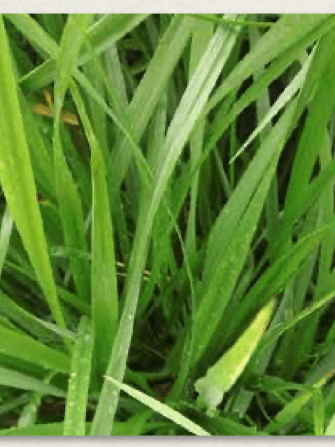 Rustler Tall Fescue (Festuca arundinacea)