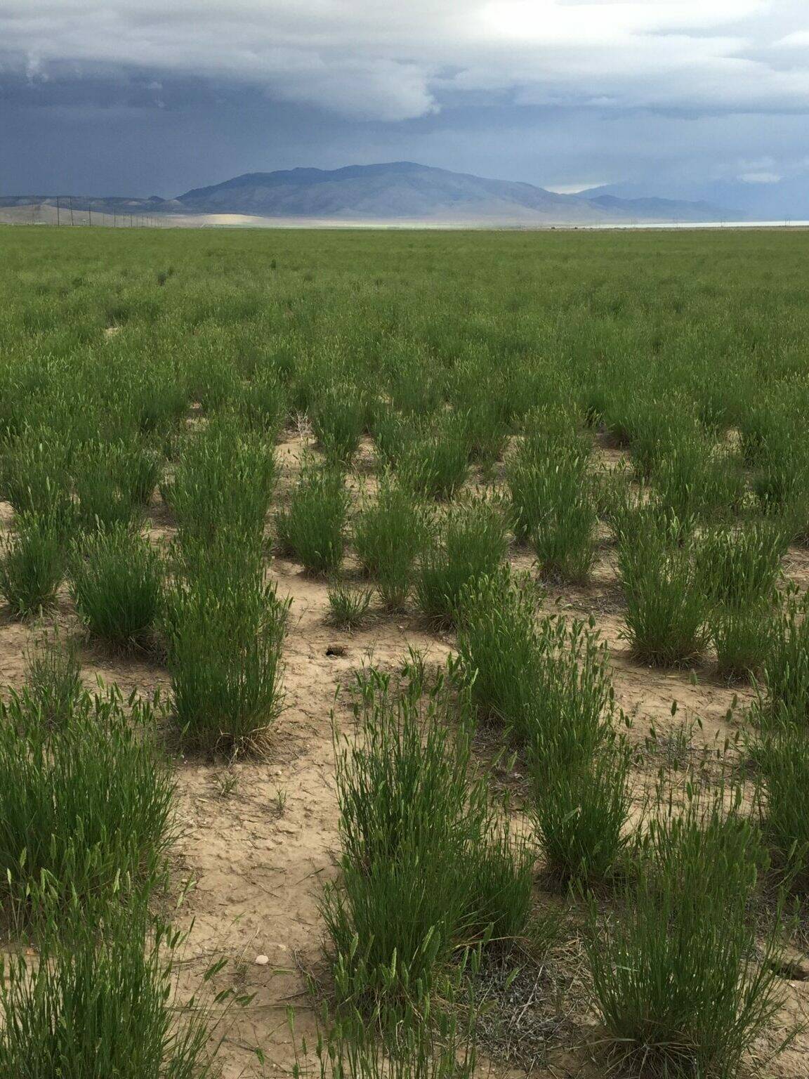 Crested Wheatgrass