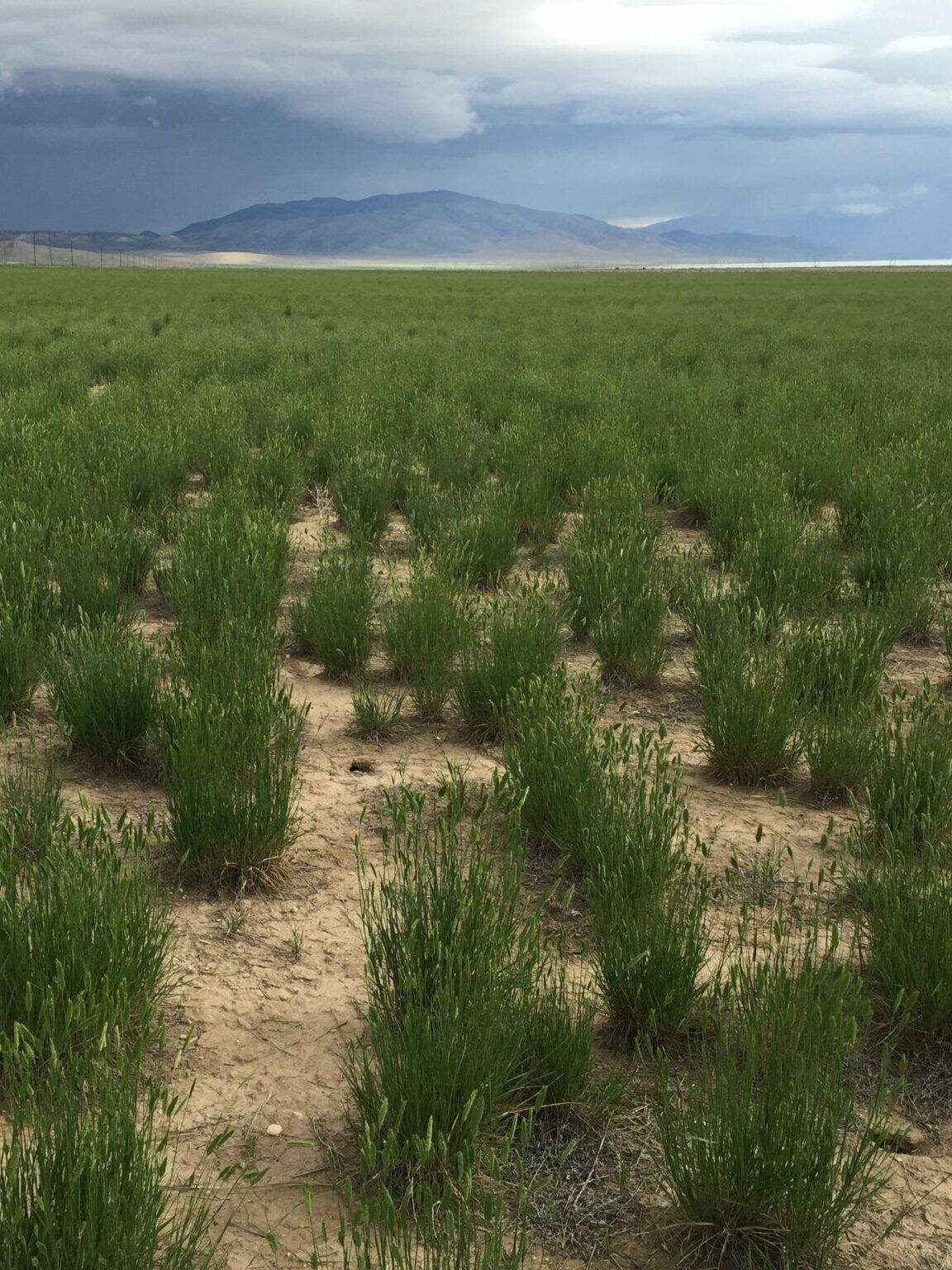Crested Wheatgrass