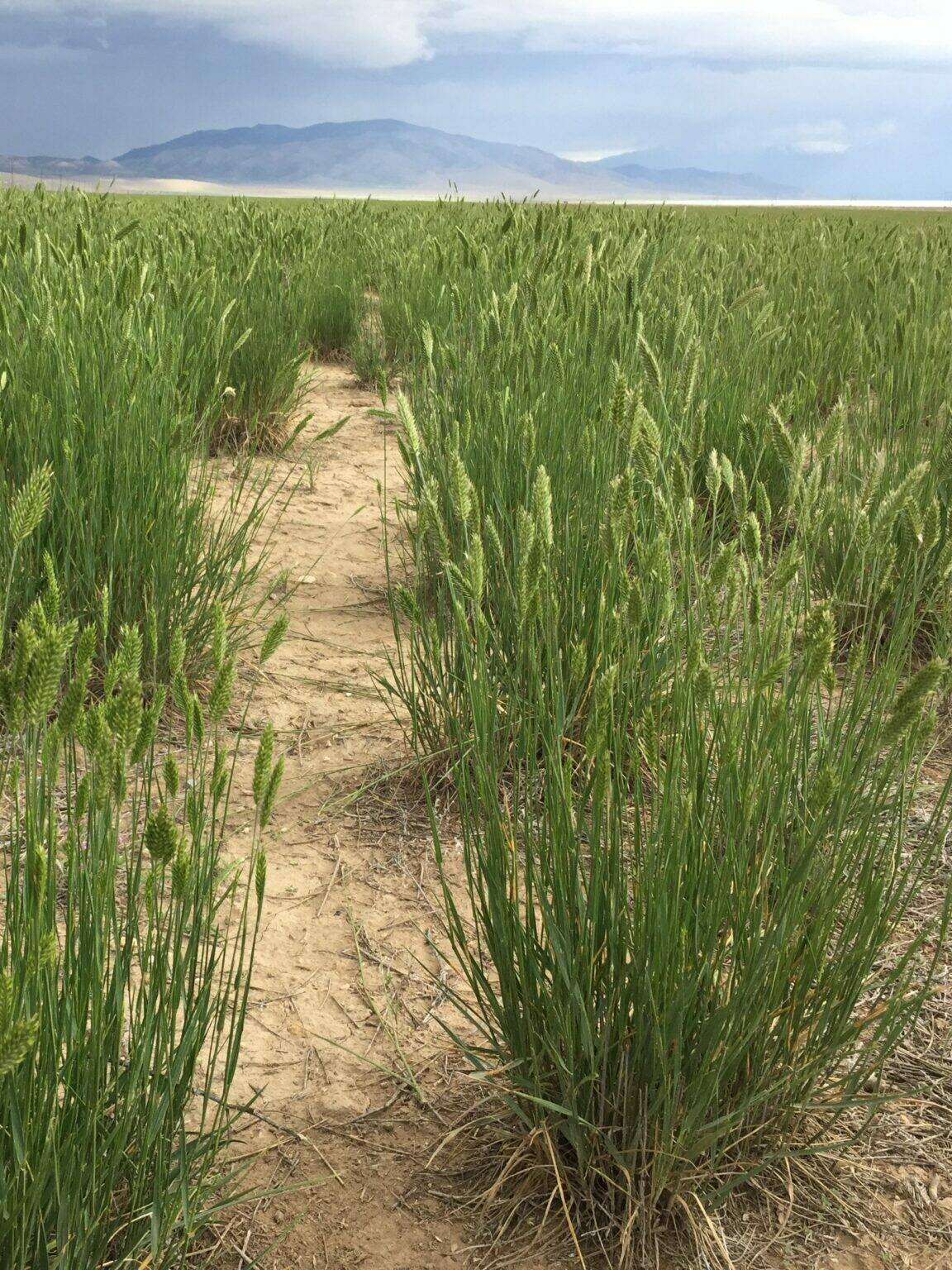 Crested Wheatgrass