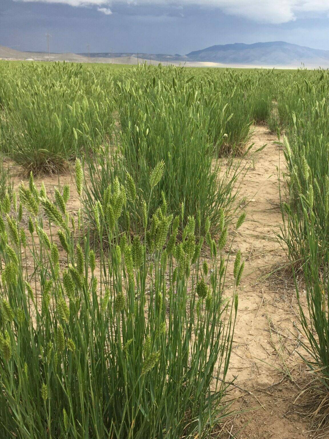Crested Wheatgrass