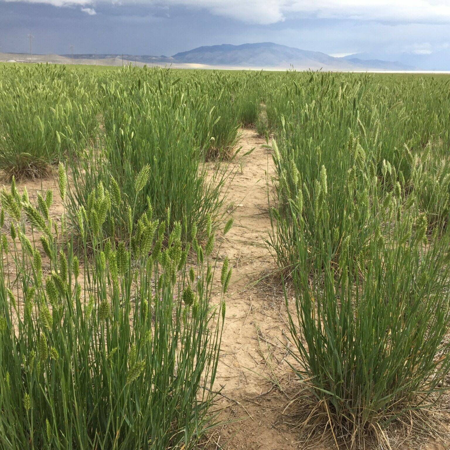Crested Wheatgrass