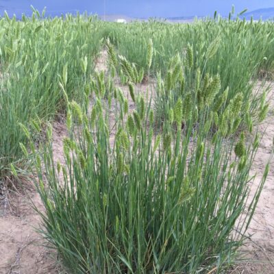 Crested Wheatgrass