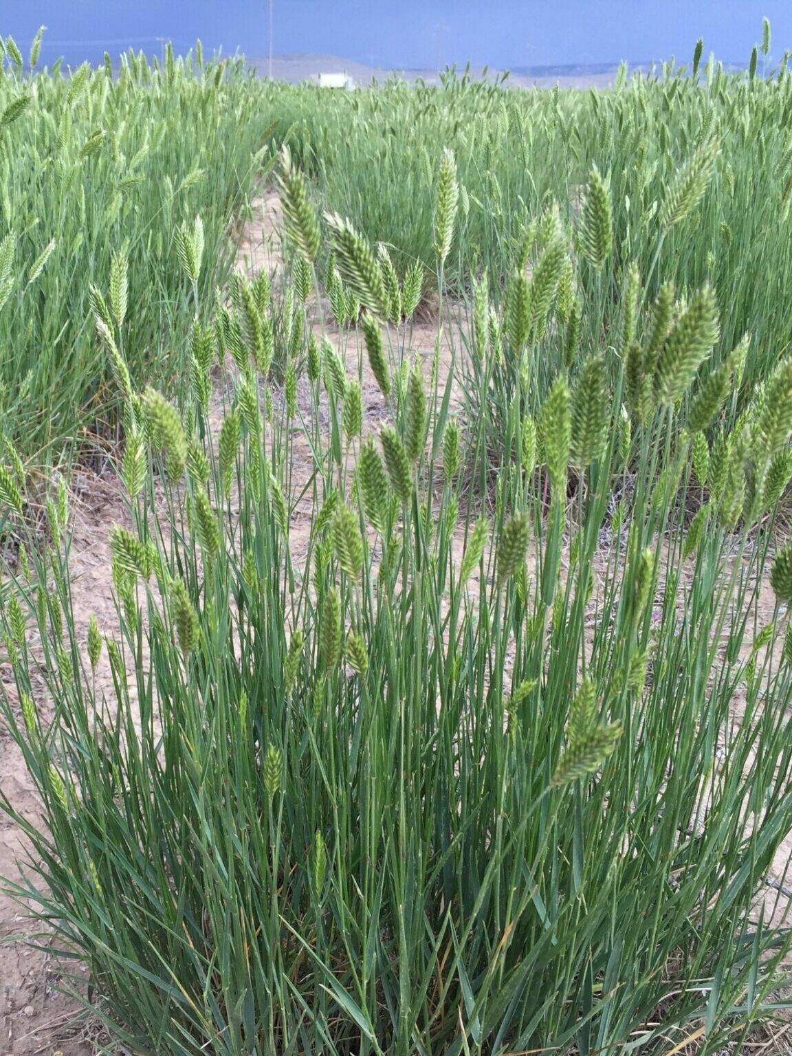 Crested Wheatgrass