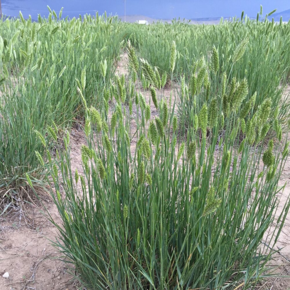 Fairway Crested Wheatgrass Great Basin Seeds Agropyron cristatum