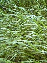 green long grass, Bandito II Intermediate Ryegrass. Scientific name: lolium hybridum