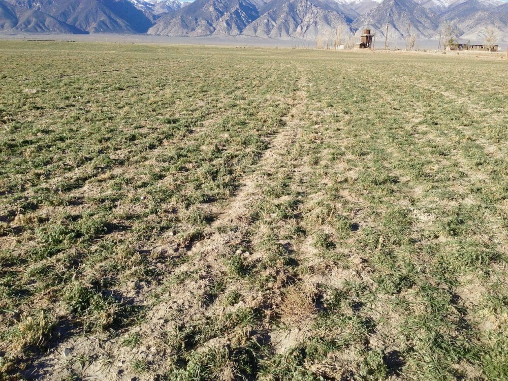 Converting Alfalfa to Grass and Grazing Pasture Great Basin Seeds