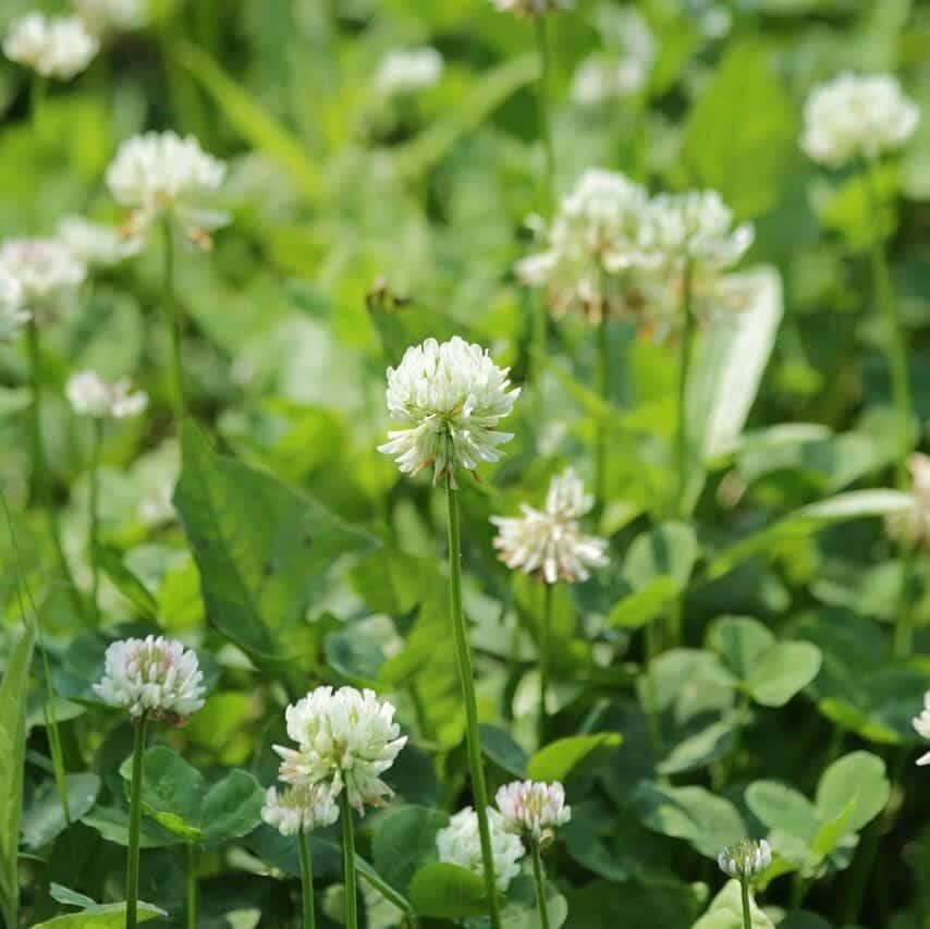 White Dutch Clover Trifolium repens Micro Clover Great Basin