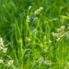Orchargrass and annual ryegrass mix