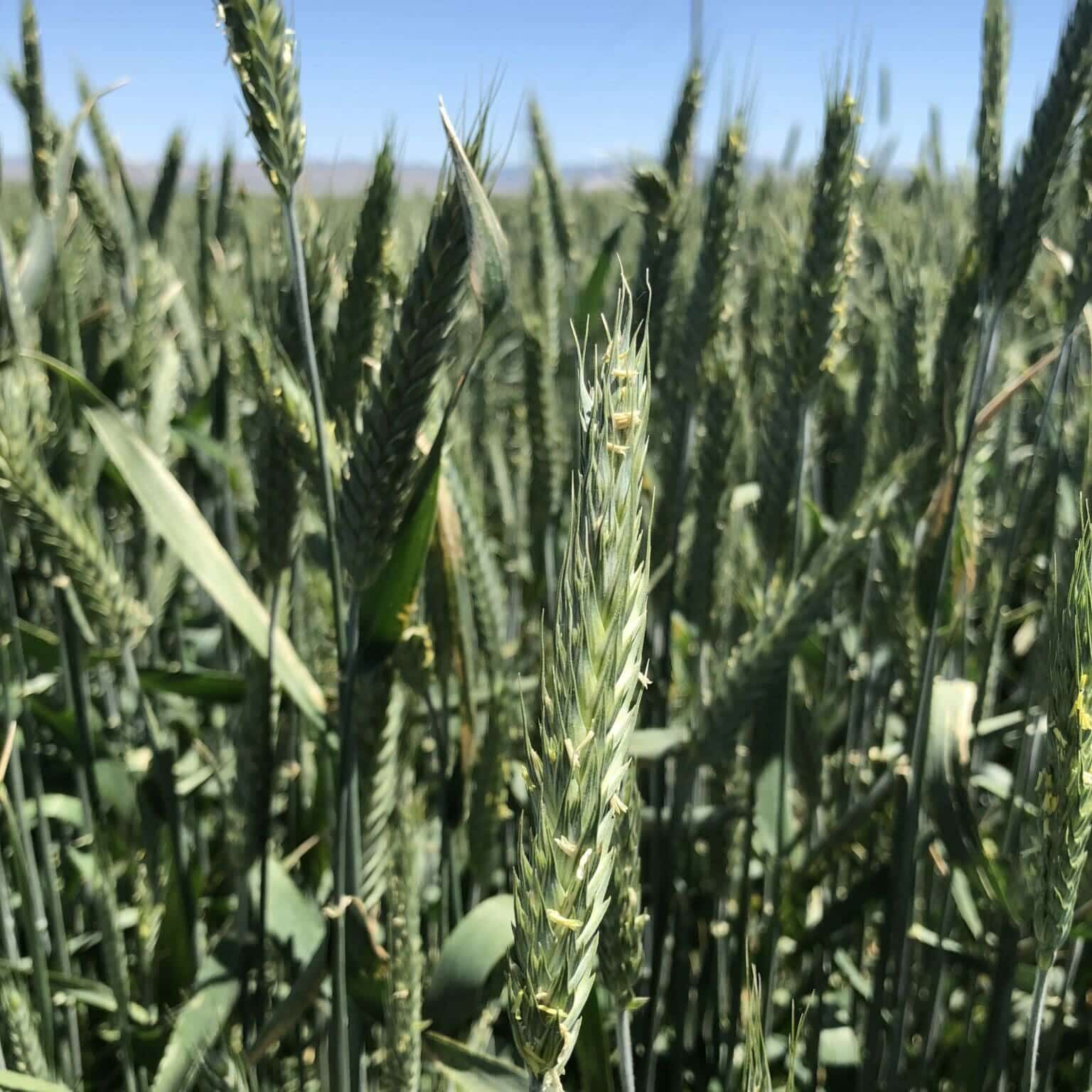 green triticale close shot in pasture field, Forerunner Triticale X tritosecale. Scientific name: X tritosecale