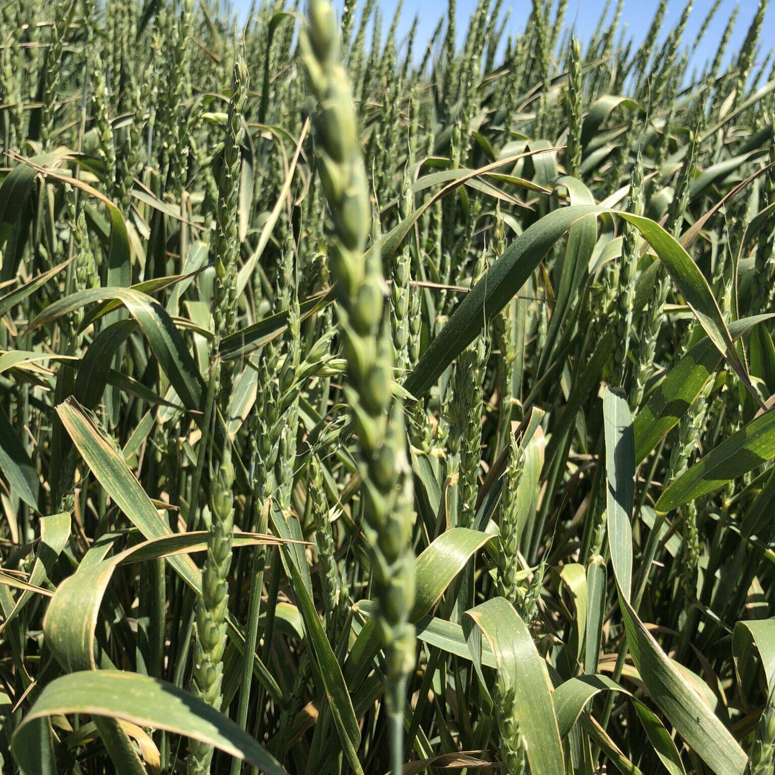 Small grains for fall forage - Great Basin Seeds