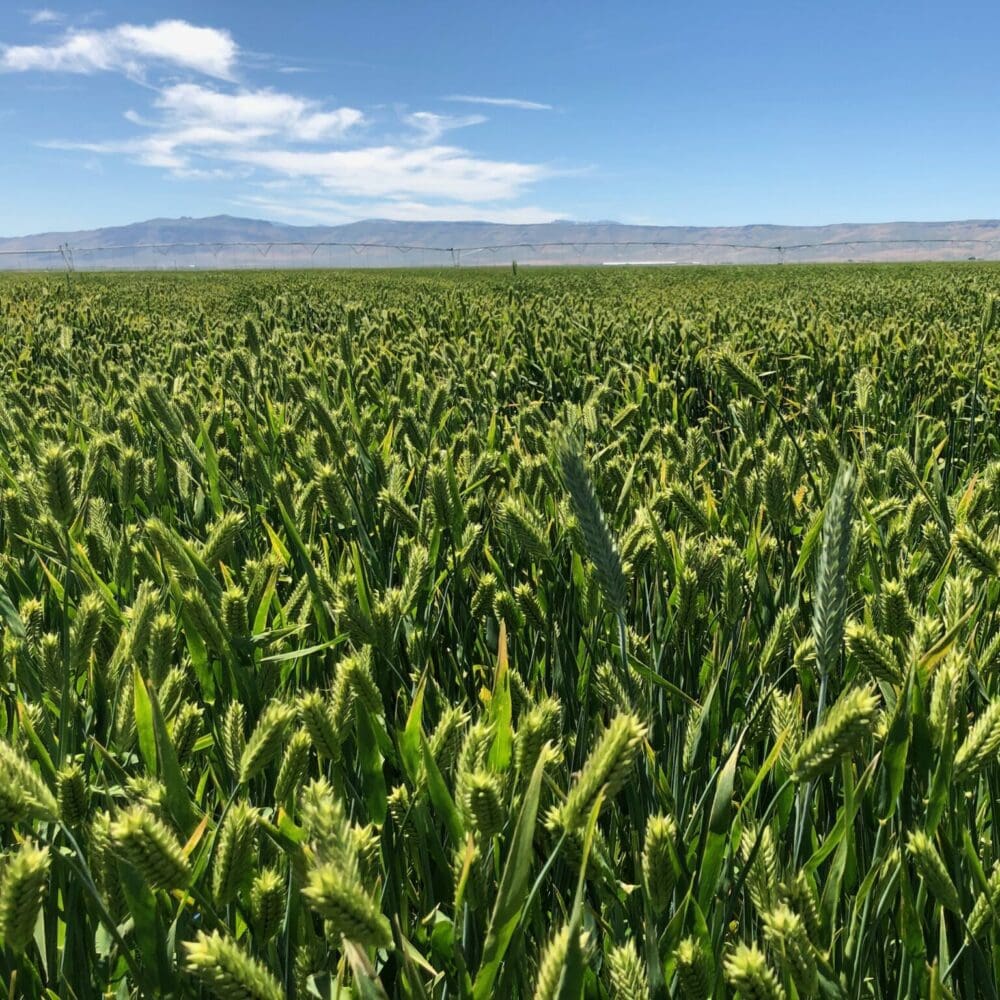 Baldwin Awnless Barley Hordeum vulgare Great Basin Seeds