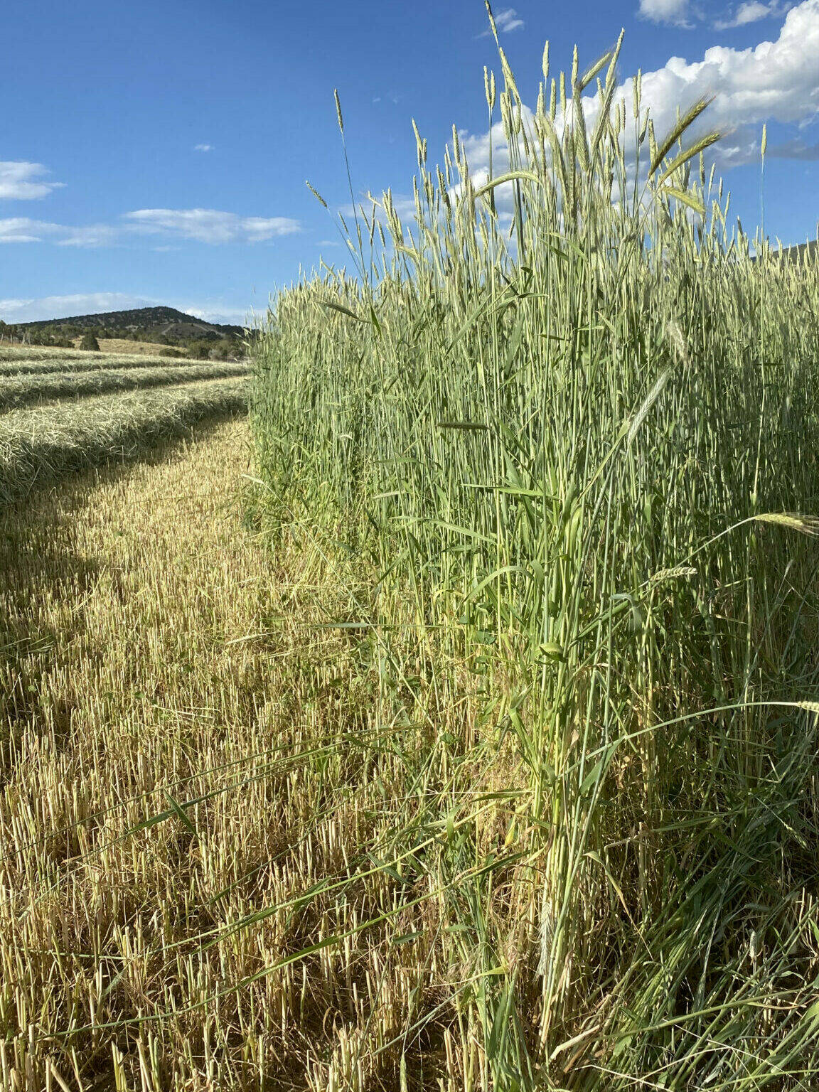 Ray Hard Red Winter Wheat