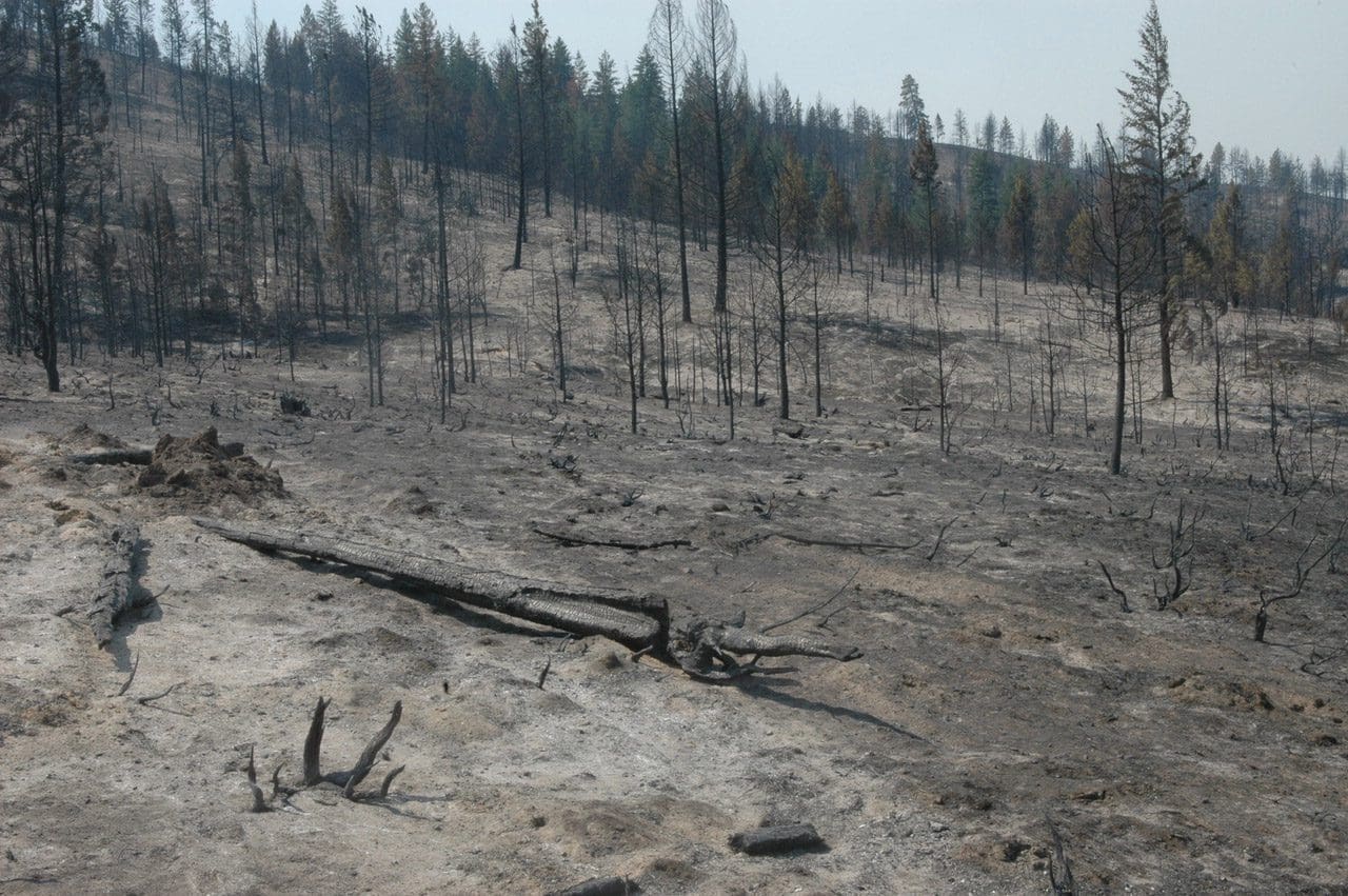 before and after a forest fire