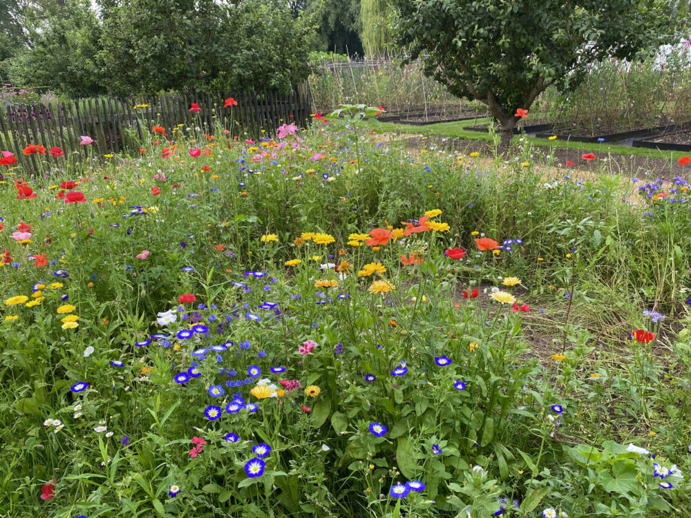 Northeast Wildflower Seed Mix Great Basin Seeds Regional Wildflowers