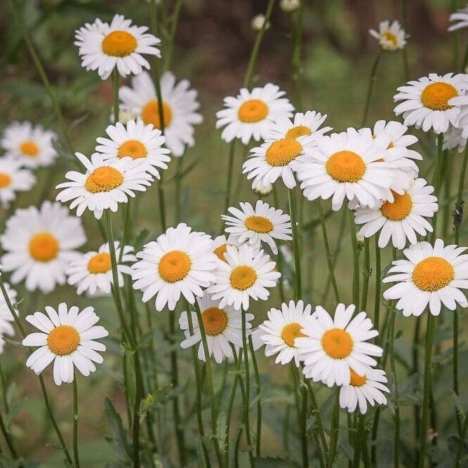 wildflower mixes