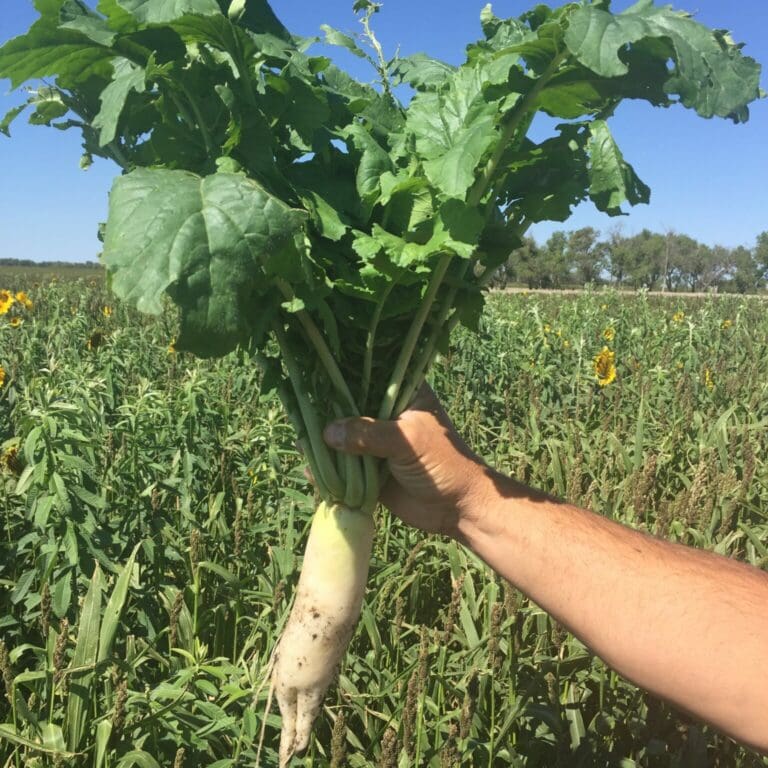Soil Builder Cover Crop Mix Great Basin Seeds