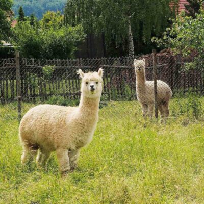 Alpaca and Llama Pasture Seed