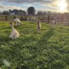 Customer submitted photo of alpacas in pasture using Great Basin Seed's Alpaca and Llama Pasture Mix. Customer - K. Thompson