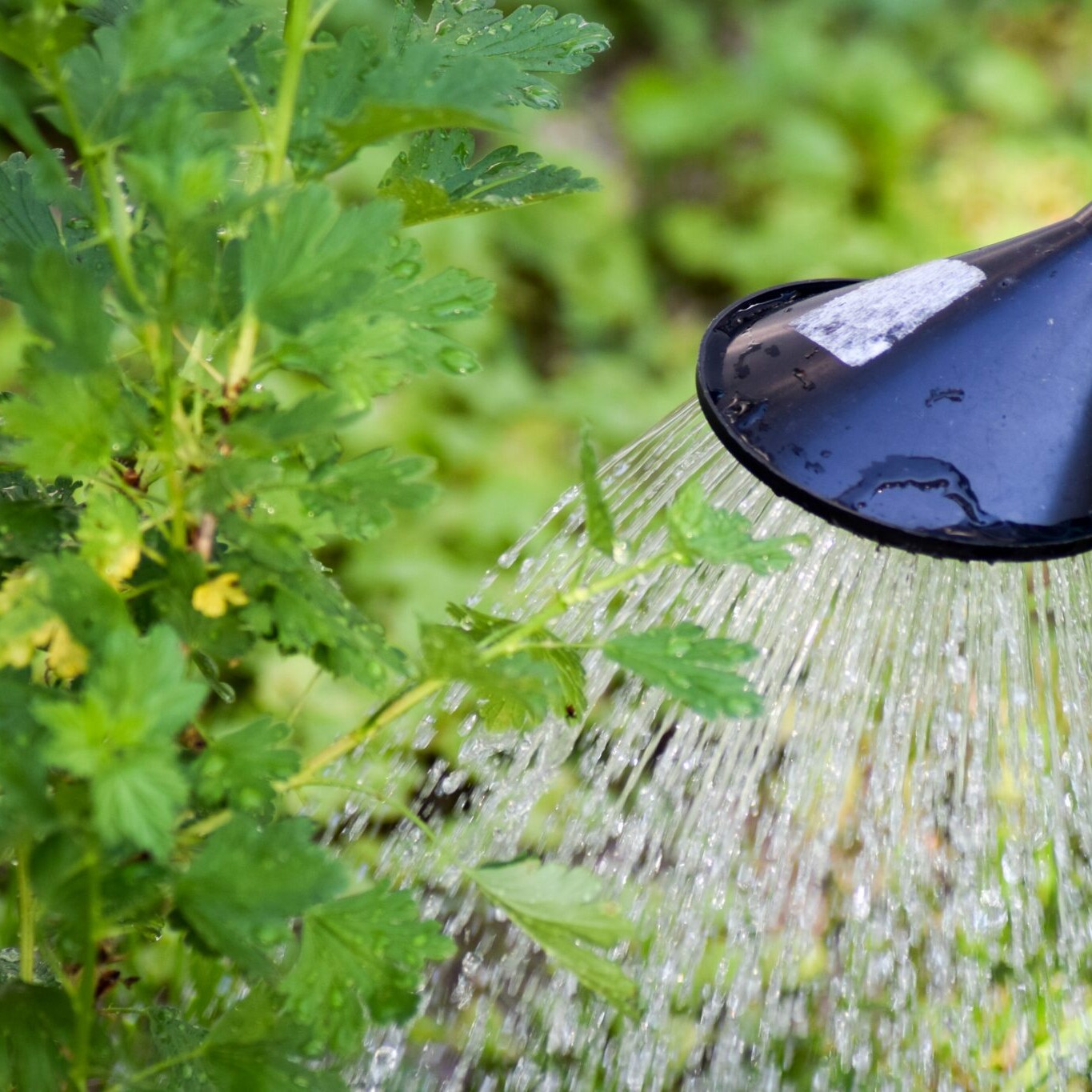 water can watering honey bee flower seed mix at great basin seed