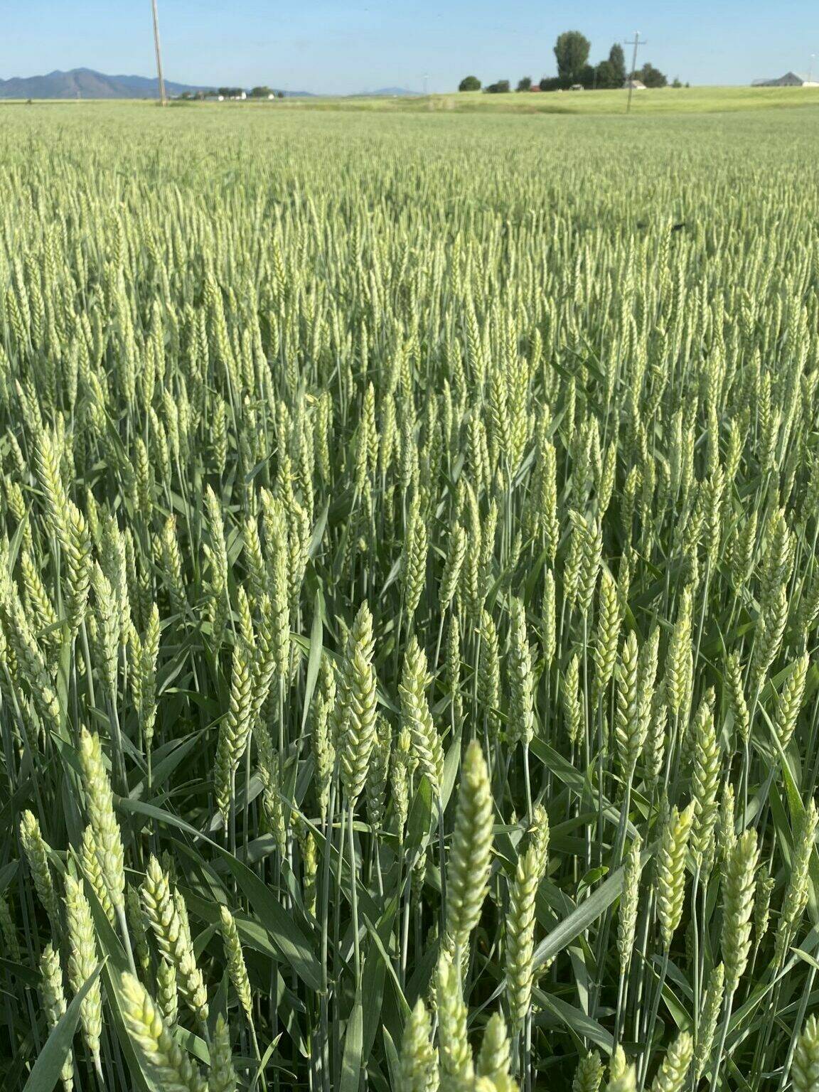 Twin Wheat