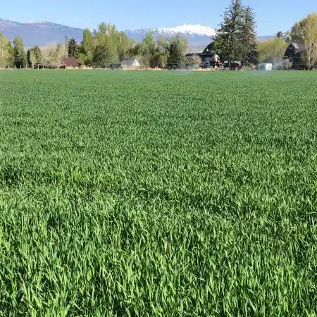 a green field of grain surge-triticale. Scientific name: X tritosecale