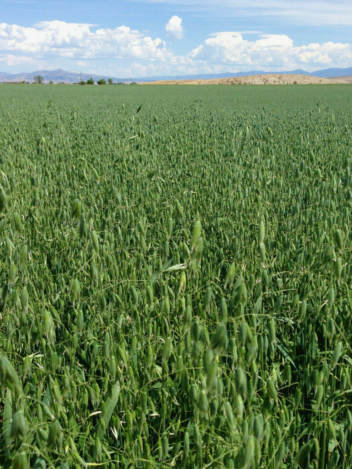 green pasture field of Monida Oat