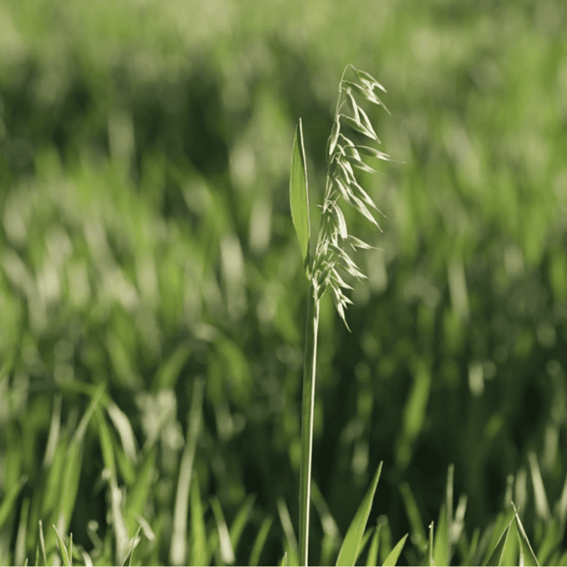 Close up shot of otana-oats, Scientific Name: Avena sativa