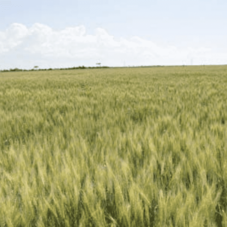 Jefferson Wheat Great Basin Seeds