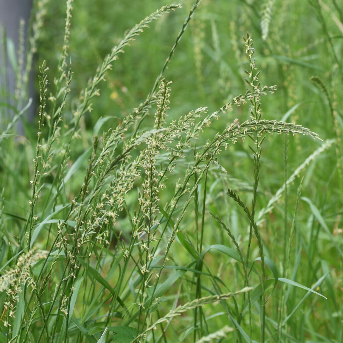 Annual Ryegrass Pasture