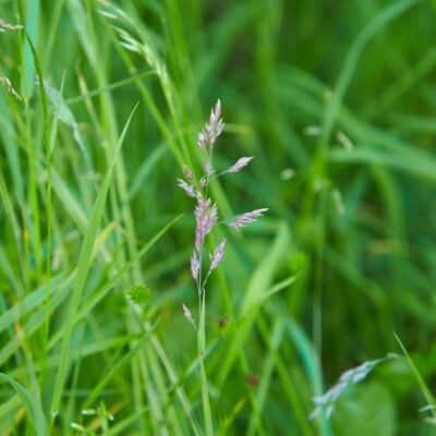 close shot of seed head, Tall Fescue, Festuca partensis. Scientific Name: Festuca arundinacea, pasture grass