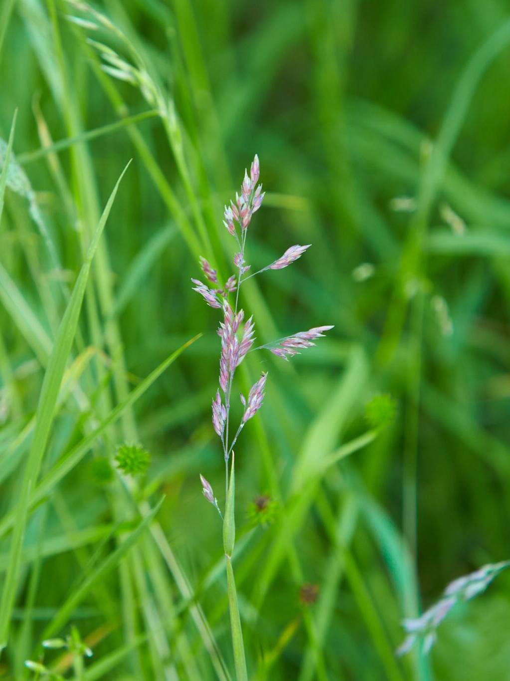 close shot of seed head, Tall Fescue, Festuca partensis. Scientific Name: Festuca arundinacea, pasture grass