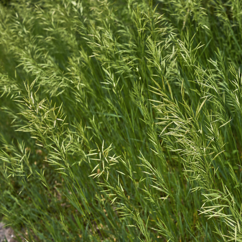 Brome Grass (Bromus) Great Basin Seeds