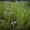 Orchard & Annual Ryegrass Orcahrdgrass, Dactylis glomerata, Tucker Orchardgrass, Orchardgrass & Annual Ryegrass Mix