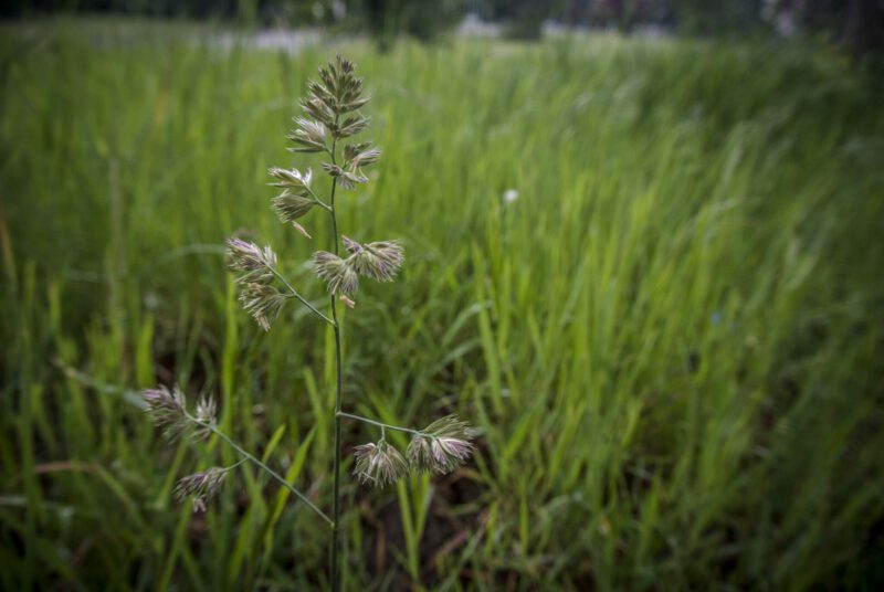 Orcahrdgrass, Dactylis glomerata, Tucker Orchardgrass, Orchardgrass & Annual Ryegrass Mix