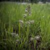 Orchard & Annual Ryegrass Orcahrdgrass, Dactylis glomerata, Tucker Orchardgrass, Orchardgrass & Annual Ryegrass Mix