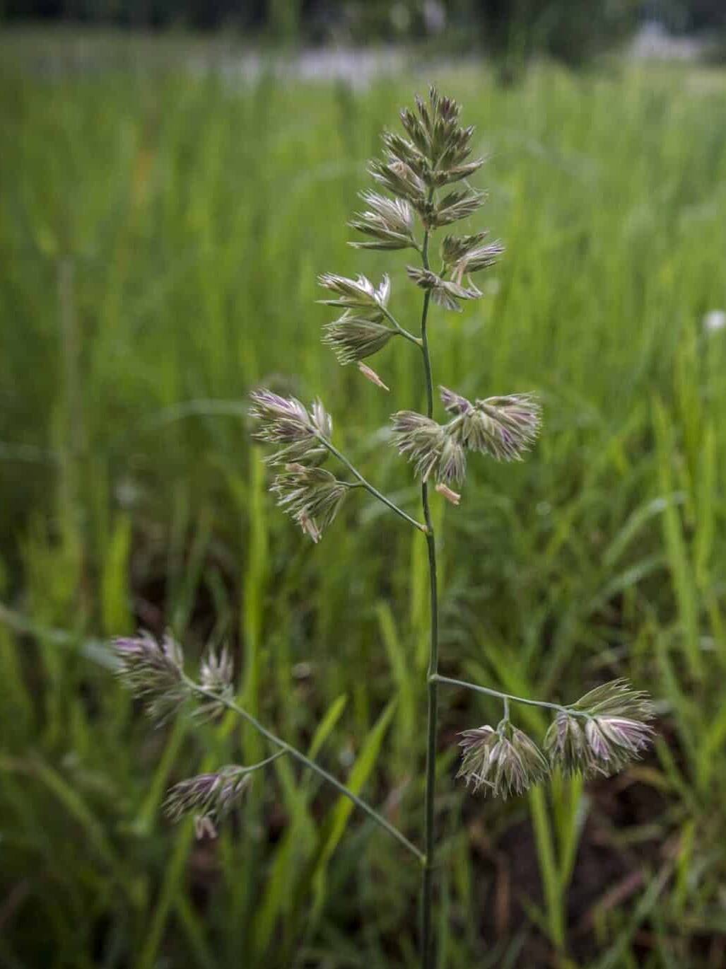 Orcahrdgrass, Dactylis glomerata, Tucker Orchardgrass, Orchardgrass & Annual Ryegrass Mix