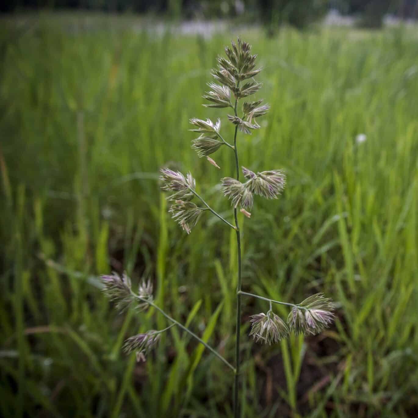 Orcahrdgrass, Dactylis glomerata, Tucker Orchardgrass, Orchardgrass & Annual Ryegrass Mix
