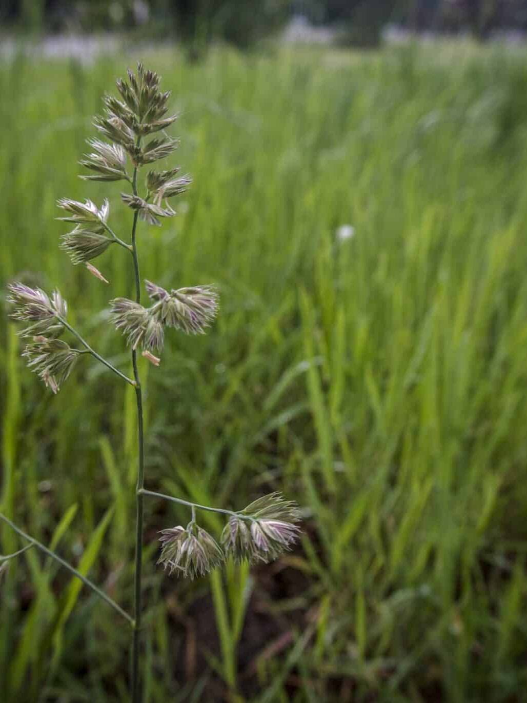 Orcahrdgrass, Dactylis glomerata, Tucker Orchardgrass, Orchardgrass & Annual Ryegrass Mix