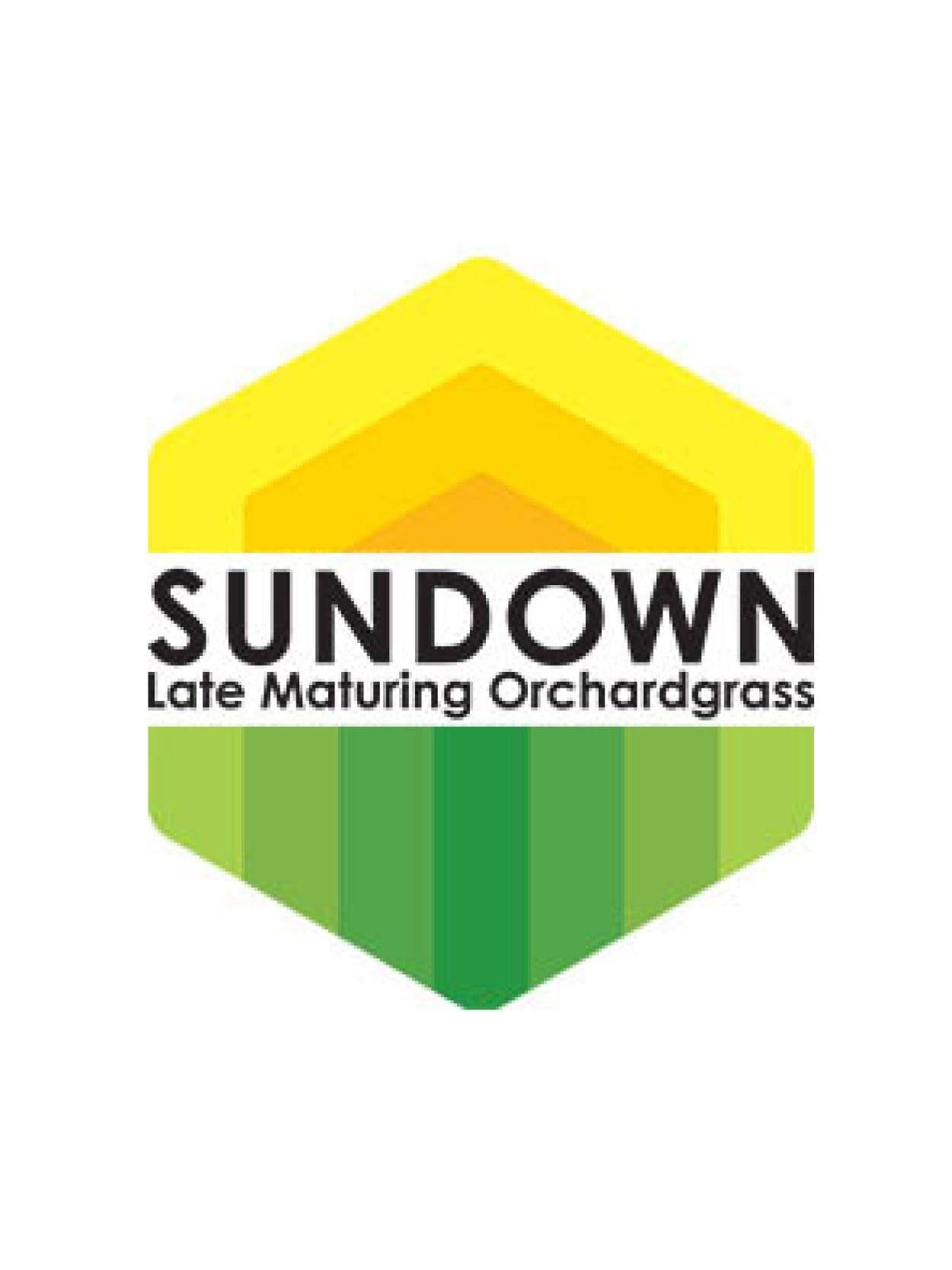 sundown orchardgrass, (Dactylis glomerata)